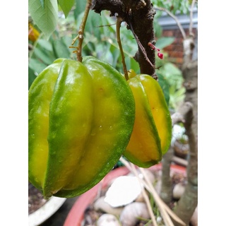 5 hạt giống khế ngọt