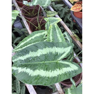 Chậu cứng môn  Mường Thái xanh
