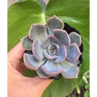 Sen đá đất hồng