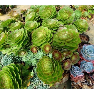 sen đá aeonium, size thụ, sen đá Đà Lạt