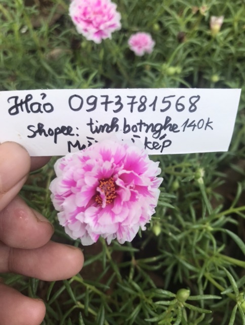 Cành hoa 10h màu mới và sam kép