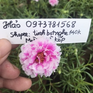 10 Cành hoa 10h màu mới và sam kép