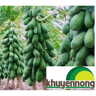 5 Hạt đu đủ lùn ruột đỏ sai quả đóng gói có ống bảo vệ
