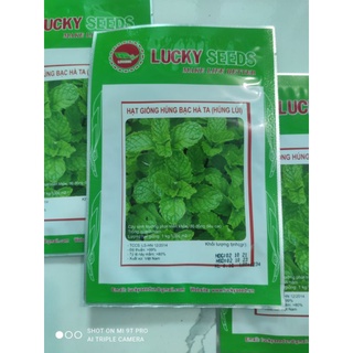 Hạt giống rau húng bạc hà ta Lucky seeds