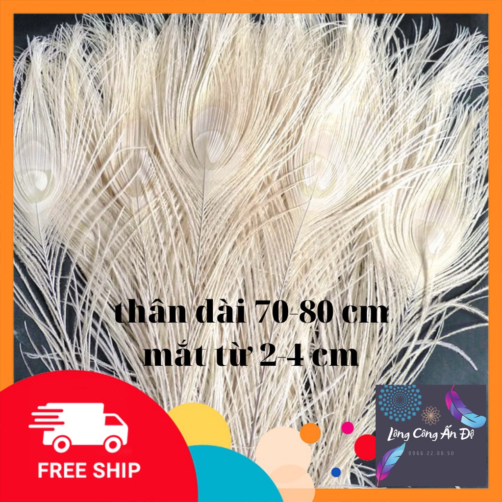 lông công trắng đẹp giá rẻ dài 70_80 cm