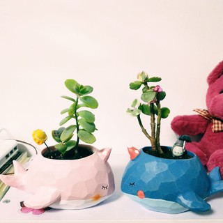 Chậu cây Thú mini