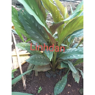 củ tam thất nam tươi 100gr 20k