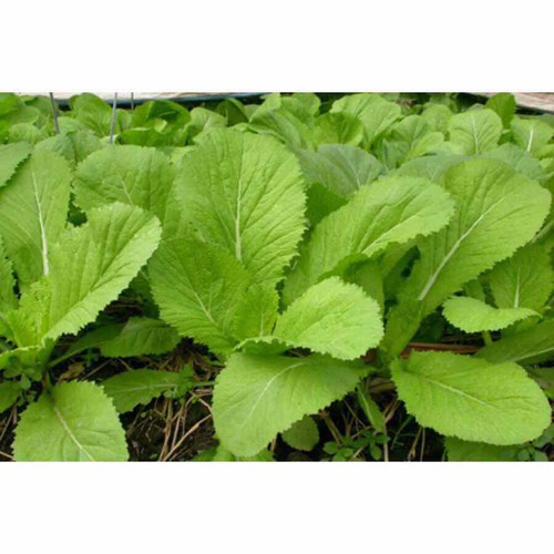 Hạt giống Cải mơ gói 10g