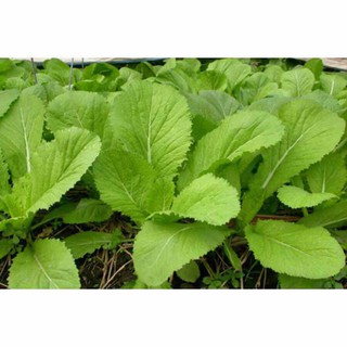 Hạt giống Cải mơ gói 10g