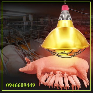 Chao đèn hồng ngoại chính hãng