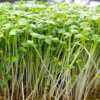 Hạt giống rau mầm củ cải ngọt LUCKY SEEDS 50gr trồng quanh năm không sâu bệnh hại