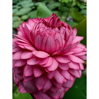 SEN THÁI : 15 màu. ngó giống