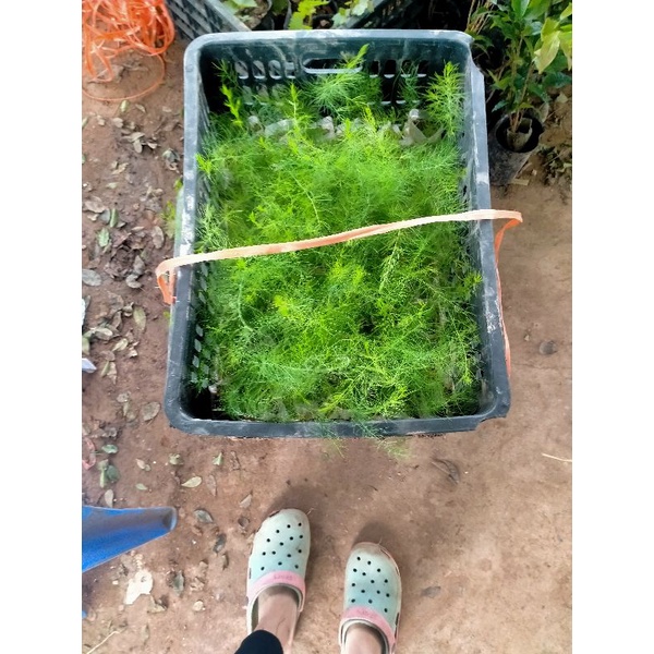 COMBO 5 CÂY GIỐNG MĂNG TÂY THÁI 5 THÁNG CHO MẦM