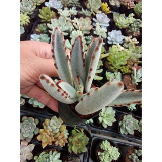 sen đá nhung viền đen (Kalanchoe tomentosa)