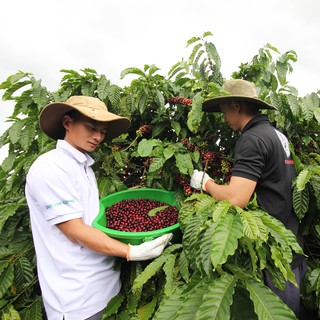 [Hộp Quà Tết] Cà Phê Tết Đặc Biệt D COFFEE