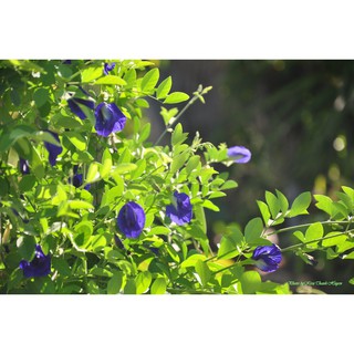 Hạt giống cây đậu biếc ( 20 hạt)