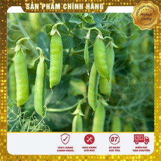 Hạt giống đậu Hà Lan - 50gr
