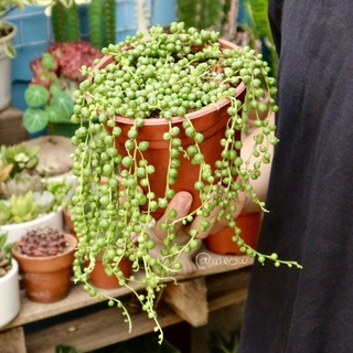 Sen đá ngọc trai (String of pearls) | Senecio Rowleyanus