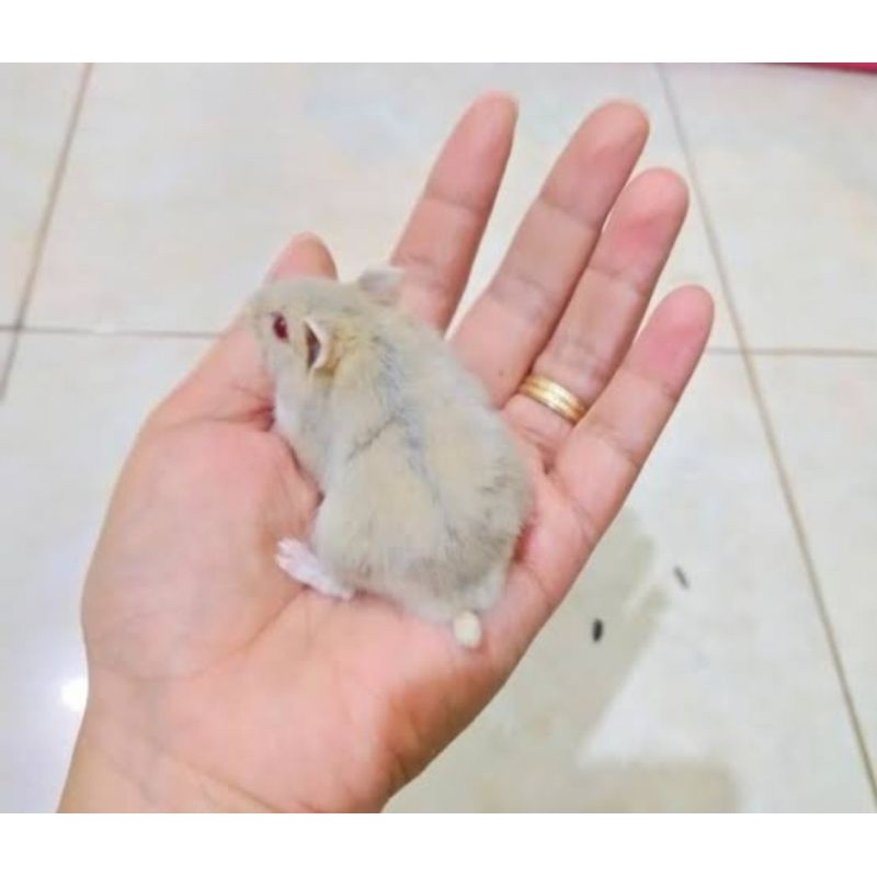 Chuột Hamster Màu Trắng Vàng Thời Trang Mùa Đông