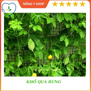 Túi zip 1 hạt trồng thử Hạt giống khổ qua rừng, mướp đắng Rạng Đông - RADO 52