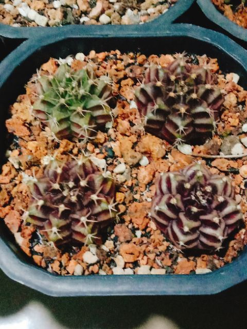 Xương rồng gym vân tím