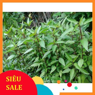 10g Hạt giống Rau Đay đỏ