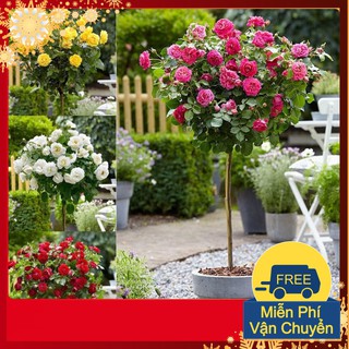 Hạt Giống Hoa Hồng Thân Gỗ Mix