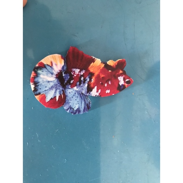 Cây kè cá betta mô hình!