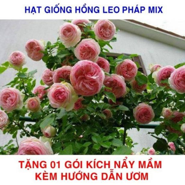 Gói 20 Hạt giống hoa Hồng leo Pháp mix (Tặng gói kích mầm, hướng dẫn ươm)