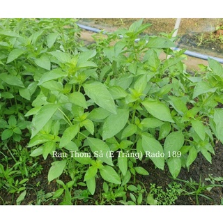 Hạt giống rau thơm sã