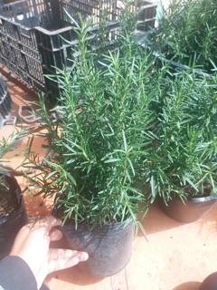 [Mua 5 tặng 1] Combo 3 chậu Hương Thảo lớn (Rosemary)
