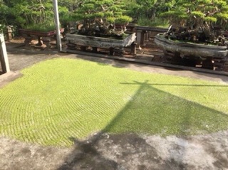 Nụ Hoa Hoè 1kg