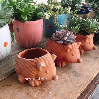 Chậu Đất Nung Hình Thú / Con Nhím