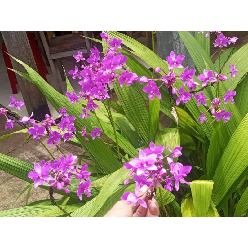 Địa lan chu đỉnh Tím, hoa 4 mùa càng nắng càng nhiều hoa, thích hợp trồng bồn hoa trước nhà