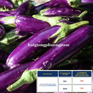 1GR - HẠT GIỐNG CÀ TÍM DÀI