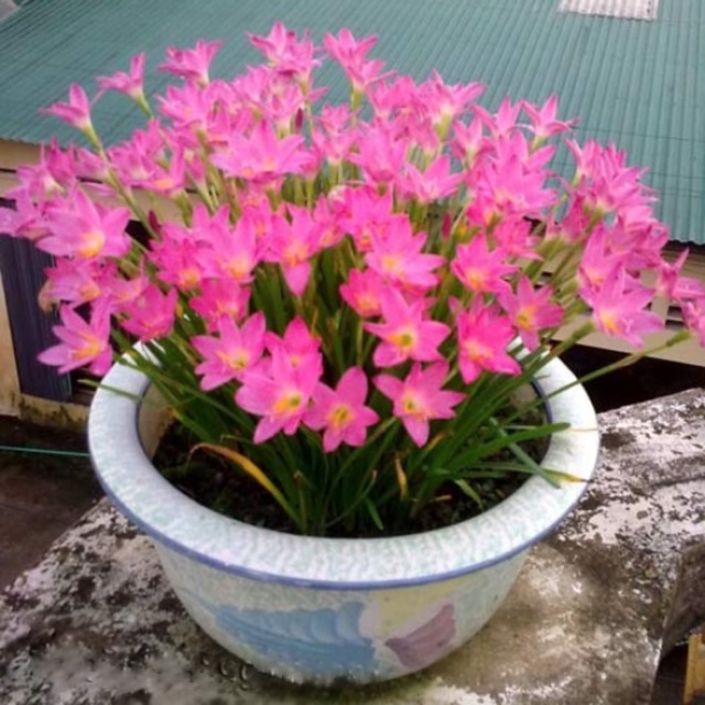 Hoa Huệ mưa hồng 10 củ