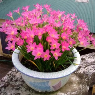 Hoa Huệ mưa hồng 10 củ