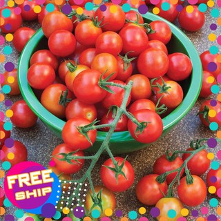20 hạt giống cà chua chery đỏ trợ giá khuến mại tết