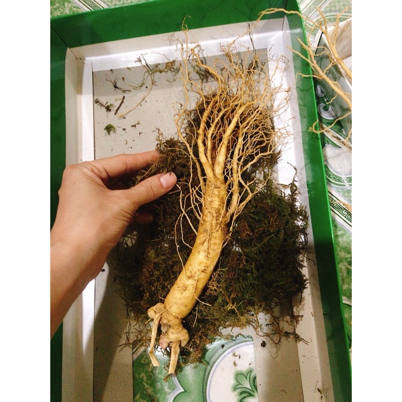 Nhân sâm tươi Hàn Quốc bán lẻ 83k/1 củ