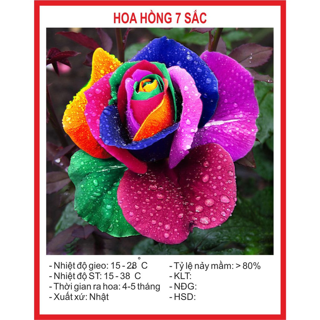 [Mã SKAMCLU9 giảm 10% đơn 100K] Hạt giống Hoa Hồng 7 Sắc 10 Hạt