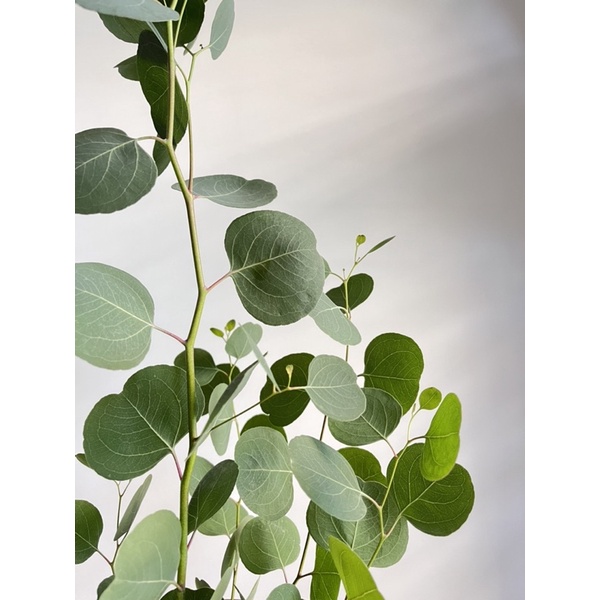 Cây Khuynh Diệp Lá Táo