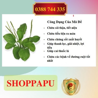 ✅[CHÍNH HÃNG] 1kg Bông Mã Đề (Khô, Sạch, Thơm)