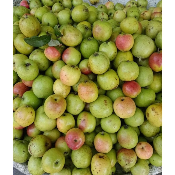Táo mèo tươi ngâm rượu táo chọn đẹp 1kg