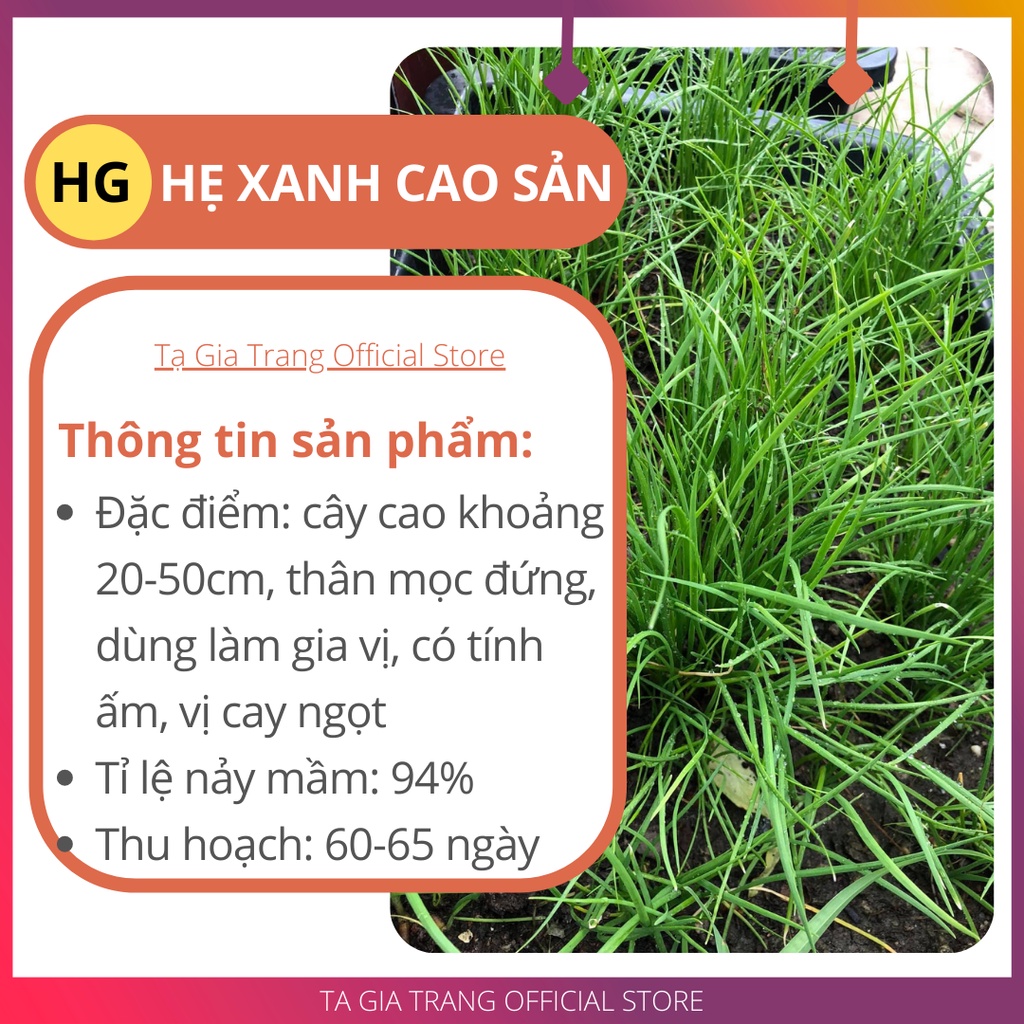 Hạt giống hẹ xanh cao sản ăn lá - Gói hơn 100 hạt