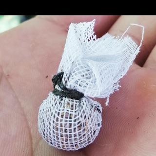 Thuốc bac thái phòng ngừa các loại bệnh