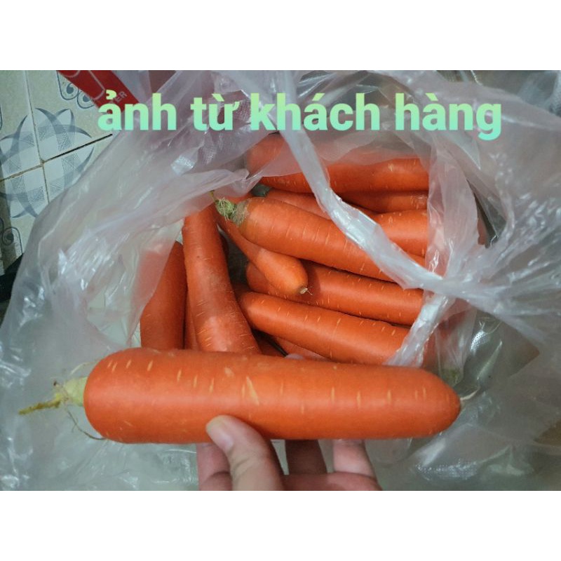 cà rốt đà lạt giá rẽ 25K [1/2kg] củ cà rốt đà lạt