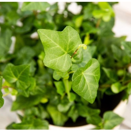 Hạt Giống Dây Thường Xuân (10 Hạt) - MUA 3 TẶNG 1 CÙNG LOẠI