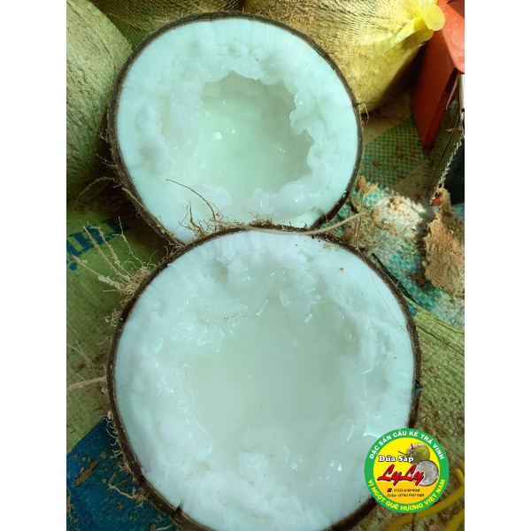 DỪA SỈ COMBO  4 TRÁI ĐẶC BIÊT 5 KÝ