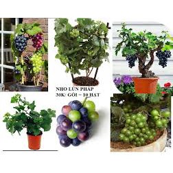 Hạt NHO lùn Pháp tỷ lệ nảy mầm cao Grape France seeds