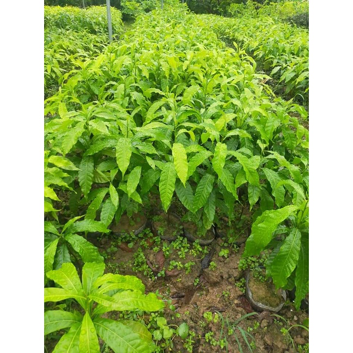 Cây Giống Vú Sữa Hoàng Kim